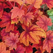 Turbncs narancsos-borostyn levllel. Heucherella Sweet Tea.