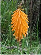  Fklyaliliom narancssrga. Kniphofia galpinii
