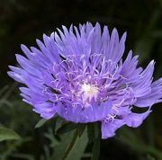  Olajbbita kk virg.  STOKESIA laevis  BLUE Star