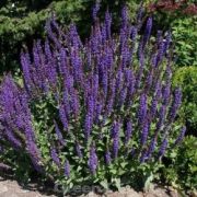  Ligeti zslya, lils-bbor virg. SALVIA nemorosa 'Violettknigin.