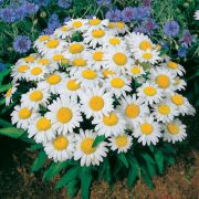  Trpe margarta. LEUCANTHEMUM x superbum Nanus 'Dwarf Snow Lady'