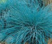  Kk csenkesz.  Festuca glauca 