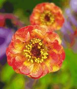  Gymbrgykr narancs-vrs virg. Geum Alabama Slammer.