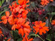  Kakukkszegf, skarltvrs virg, talajtakar. LYCHNIS x haageana 'Molten Lava'