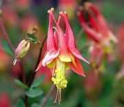  Haranglb. AQUILEGIA canadensis 