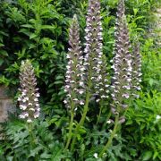  Balkni medvekrm. ACANTHUS mollis.
