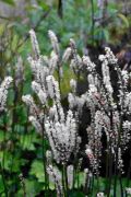  Japn poloskavsz. Actaea japonica 'Cheju-Do'