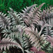  Japn hlgypfrny, bords ezsts lomb. Athyrium niponicum Red Beauty.