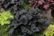  Tzes. Heuchera  hybrid 'Binoche'  (Tzes) (sttbord levl)