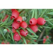  Oszlopos tiszafa, n ivar. Taxus  media Hicksii .