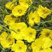 Srga napcsepp. Oenothera serrulatus.