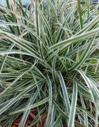 Carex cskos levllel. Carex conica