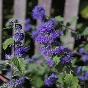  Kkszakll. Caryopteris x clandonensis 'Kew Blue'