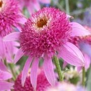  Kasvirg, rzsaszn telt virggal. Echinacea Pink Double Delight