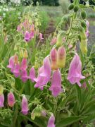  Gyszvirg. DIGITALIS thapsi Spanish Peaks