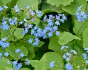  Nefelejcs virg. Brunnera sibirica.