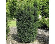  Oszlopos tiszafa. Taxus x media Hillii.