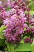  Sttrzsaszn virg gyngyvirgcserje. Deutzia x hybrida Magicien