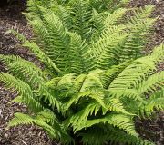  Borzas pajzsika. Dryopteris atrata.