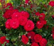  Bords piros virg talajtakar rzsa. Rosa Dark Red.