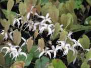 Tndrvirg halvny rzsaszn. Epimedium leptorrhizum