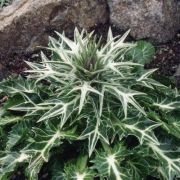 rkzld iring. ERYNGIUM variifolium