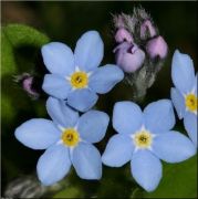  Mocsri nefelejcs.  Myosotis scorpioides