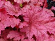  Tzes. Heuchera hybrid 'Berry Smoothie' 