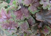  Tzes 'HEUCHERA americana Dale's Strain