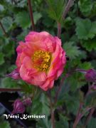  Bkol gymbrgykr. Geum rivale 