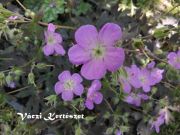  Glyaorr. Geranium maculatum 'Elizabeth Ann'.