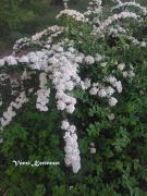  Nipponi gyngyvessz. Spiraea nipponica June Bride'.