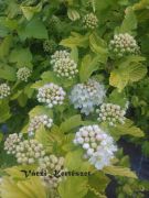  Srga level hlyagvessz. Physocarpus opulifolius 'Luteus'