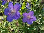  Glyaorr, kk virggal, Geranium himalayense 'Baby Blue'