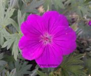  Glyaorr, geranium stt rzsaszn virggal. Geranium sanguineum Tiny Monster.