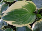  rnykliliom. Hosta 