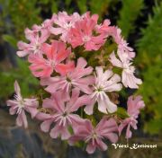  Mltai kereszt. LYCHNIS chalcedonica 'Carnea