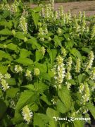  Izspf. AGASTACHE rugosa f. albiflora