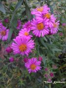  Mirigyes szirzsa.ASTER novae-angliae.