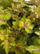  Turbncs.Heucherella Art Noveau  