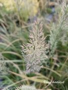  Koreai ndtippan.Calamagrostis brachytricha.