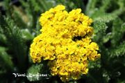  Trpe cickafark, srga virg.ACHILLEA tomentosa 'Golden Fleece'
