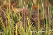  Tollborzf.Pennisetum alopecuroides Red Head