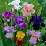  Kerti nszirom, sznkeverk. Iris germanica mix.