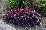  Tzes. Heuchera  hybrid 'Plum Pudding' 
