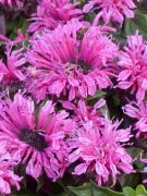  Vrs mhbalzsam. Monarda didyma 'Cranberry Lace