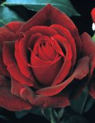  Rzsa kontneres. Rosa Mr. Lincoln