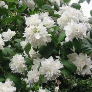  Jezsmen. Philadelphus x virginalis 'Minnesota Snowflake'