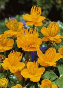  Boglrka srga virg. TROLLIUS chinensis 