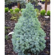  Kk cukorsveg feny. Picea glauca 'Sander's Blue'